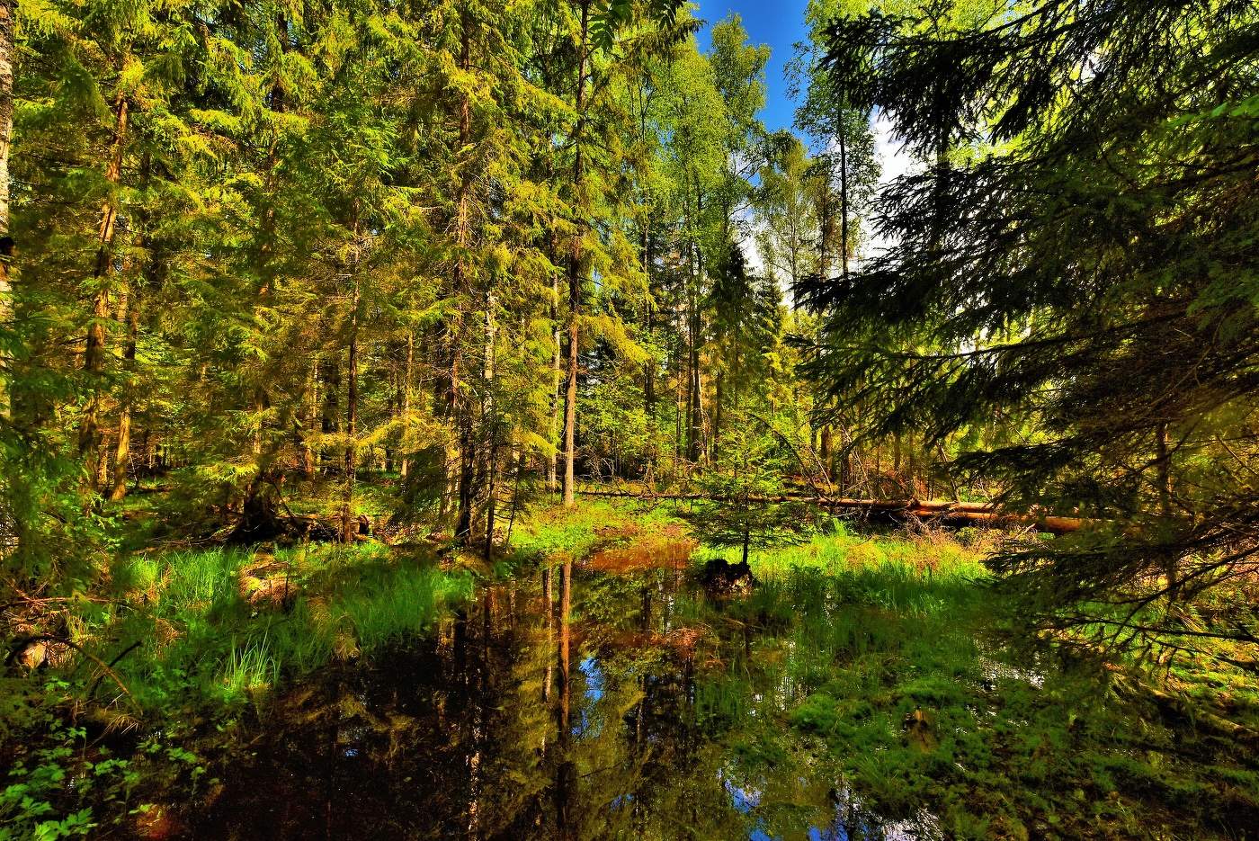 После ночного ливня ...