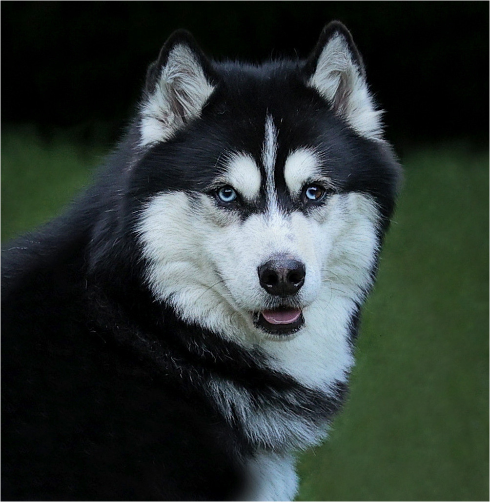 Голубоглазка.