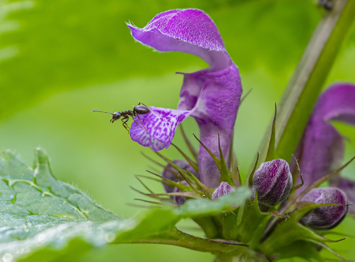 путешествие муравья
