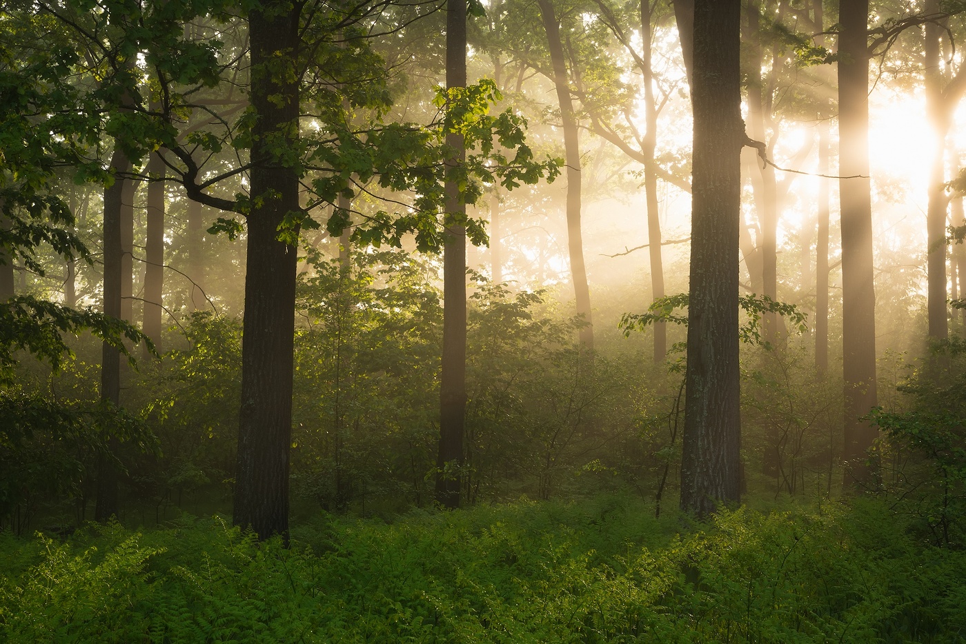 В первых лучах солнца