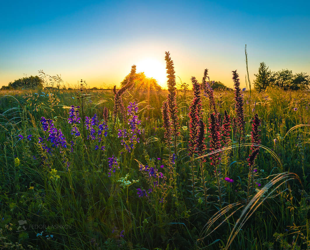 Медовый запах степи