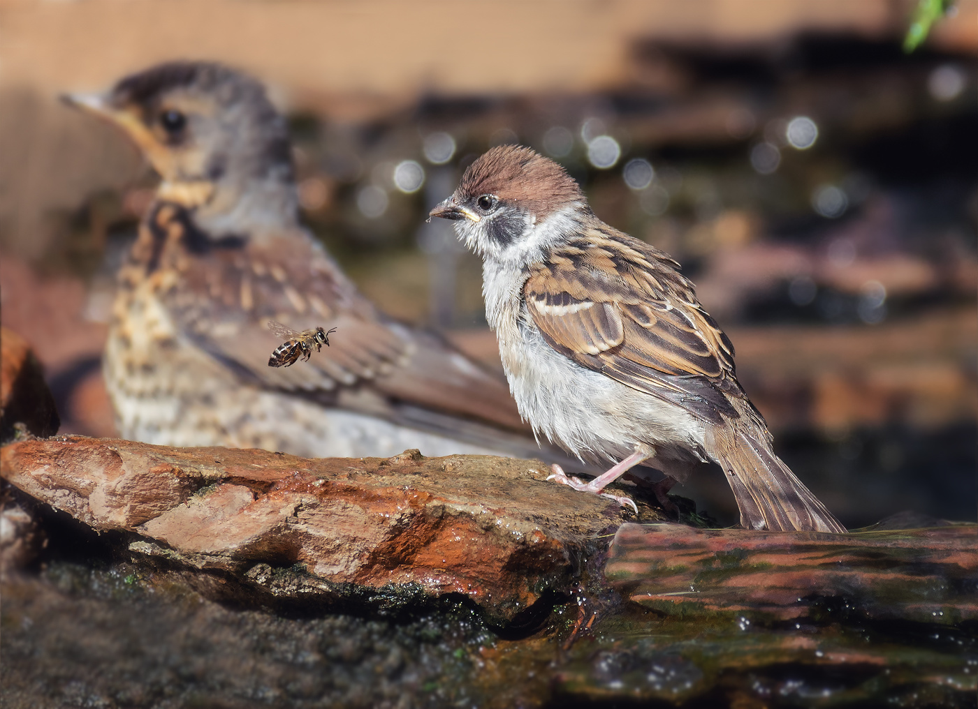 Желторотик и незнакомая подача корма..