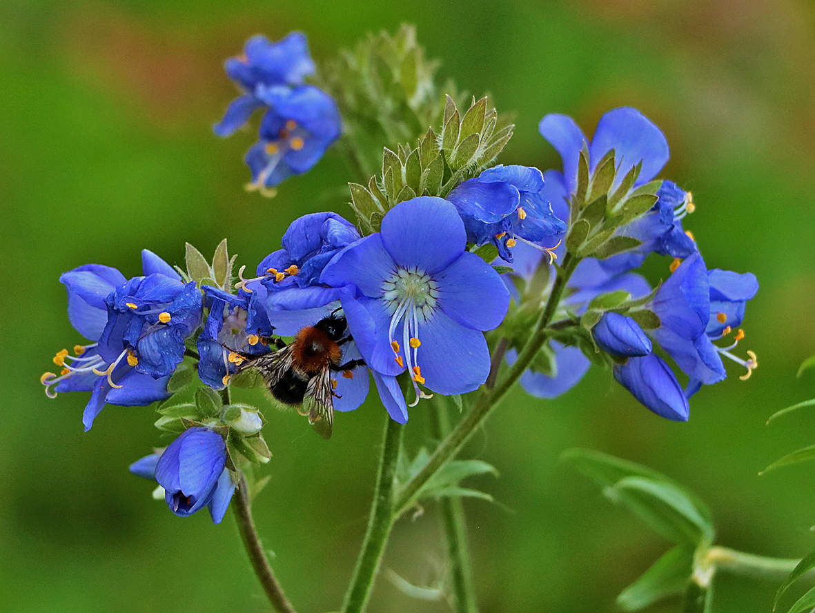Медосбор на синюхе