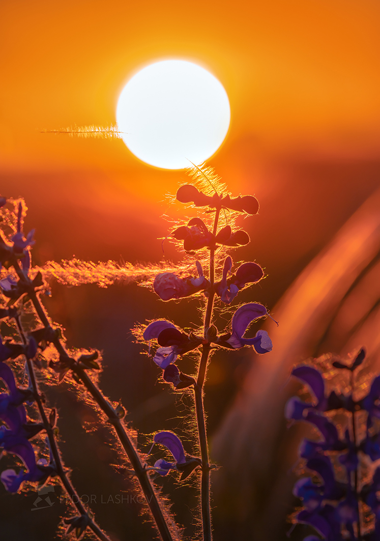 Летнее солнце