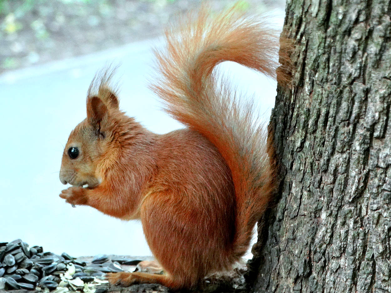 Молодая белка на кормушке