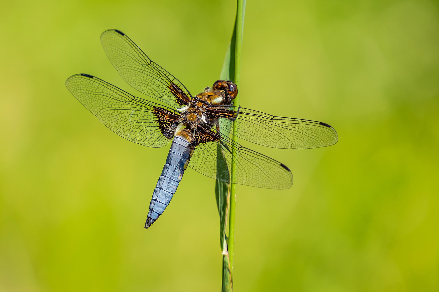 Да здравствует лето!