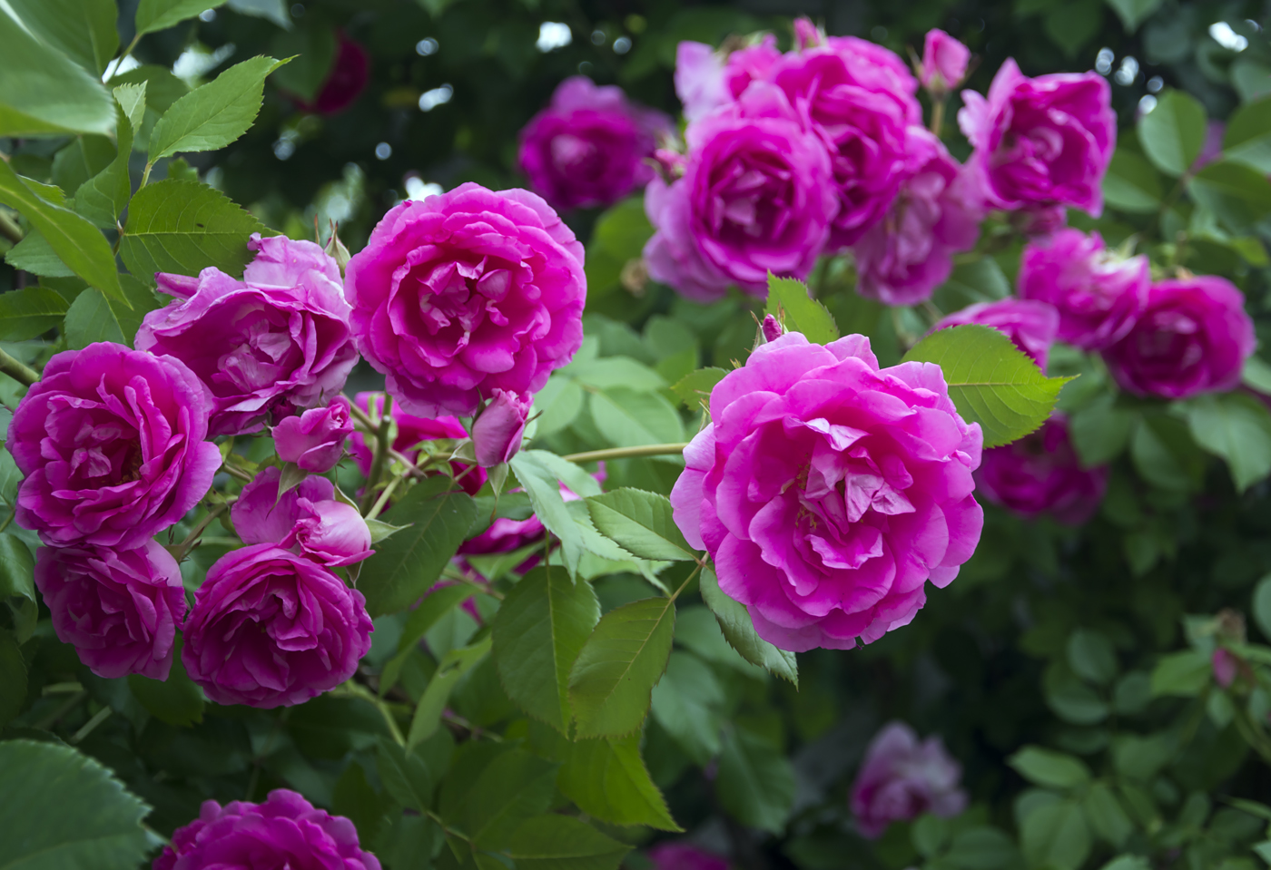 Аромат роз.