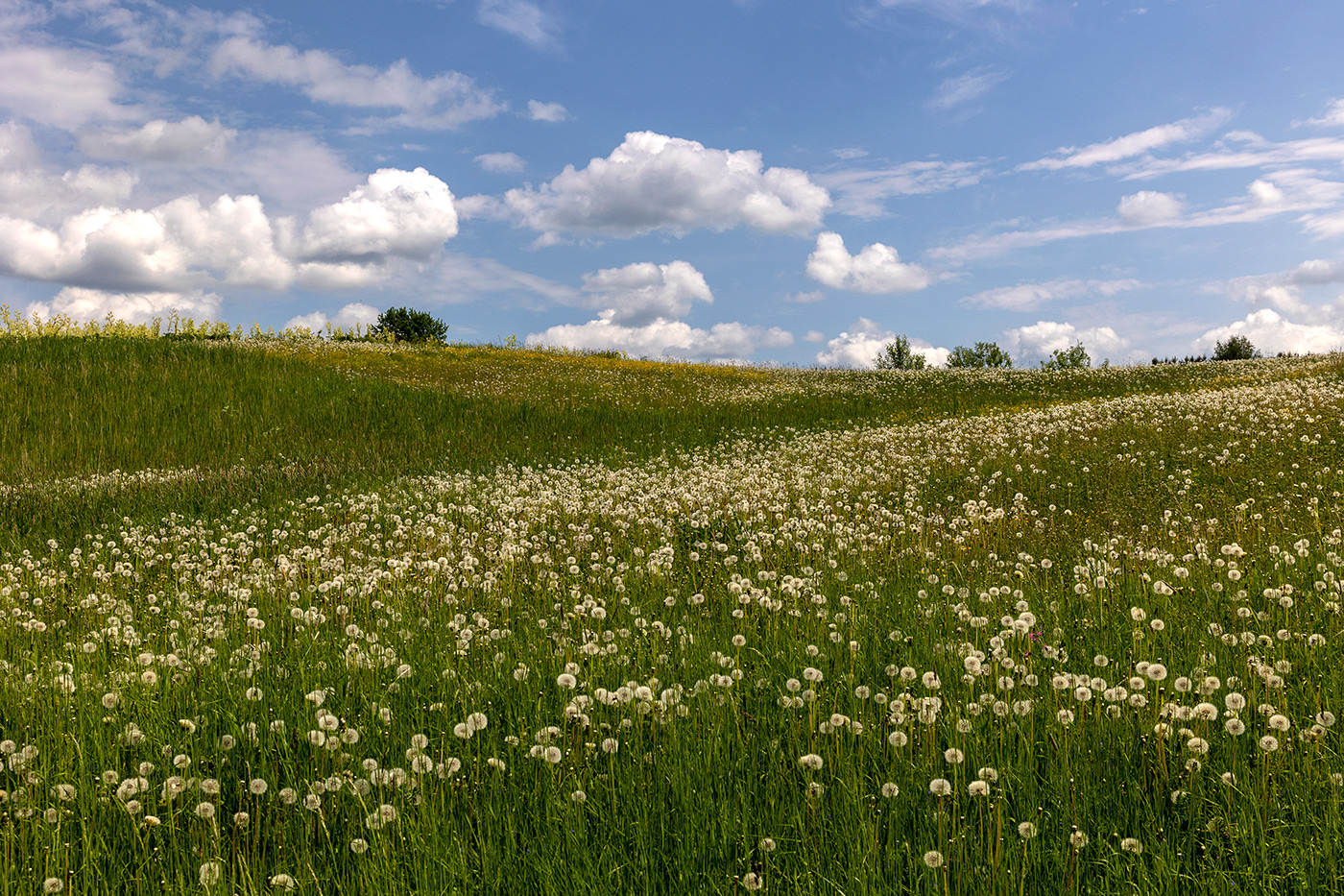 Одуванчиковый путь