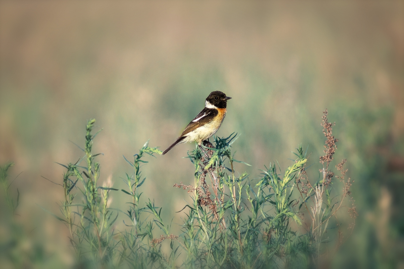 Сибирский черноголовый чекан