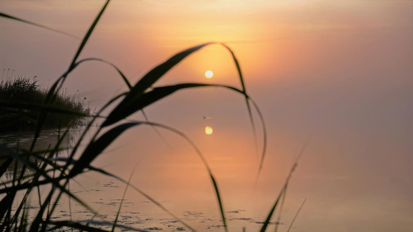 Идиллия раннего утра