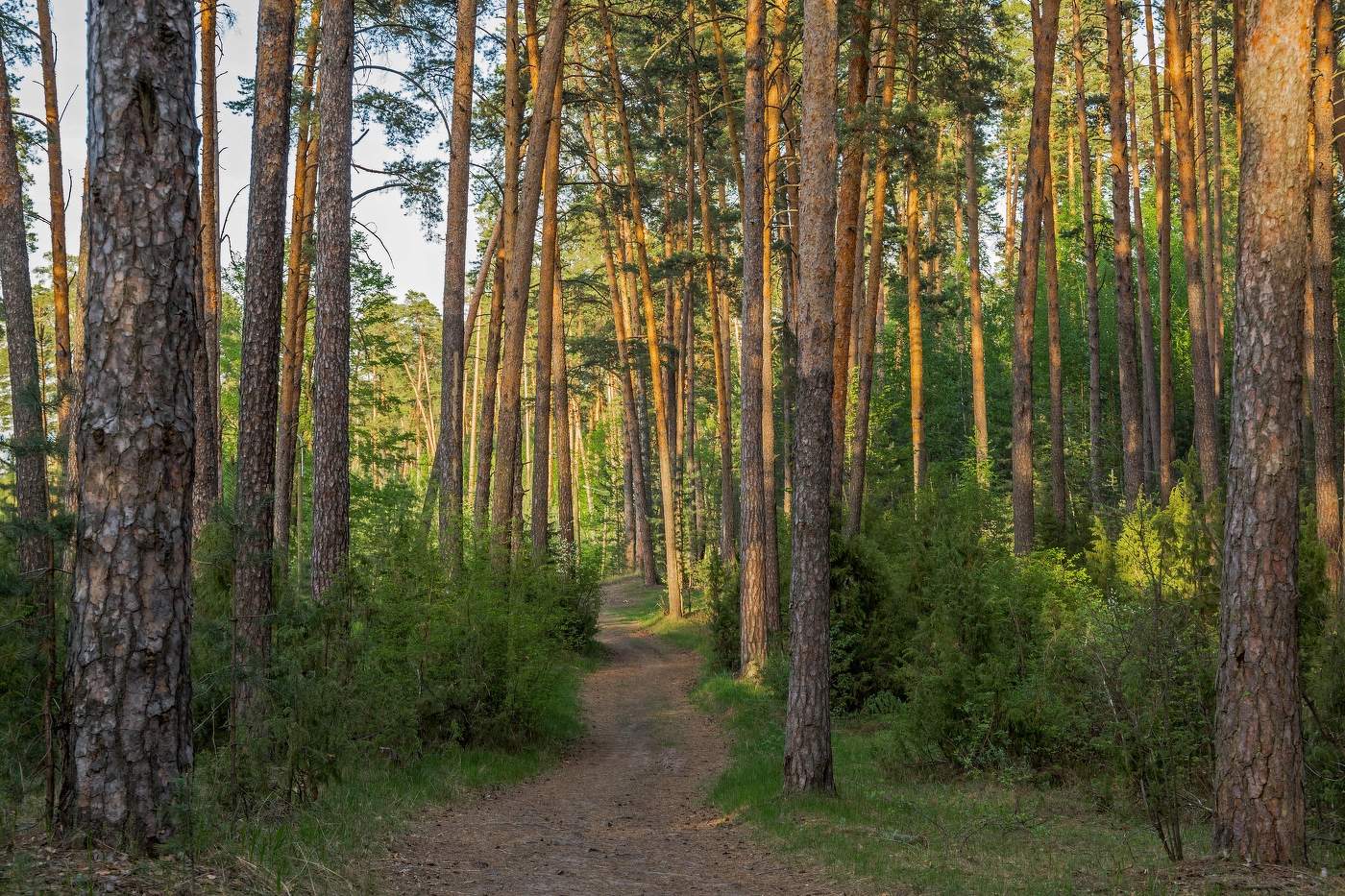 Лесопарк Лебяжье