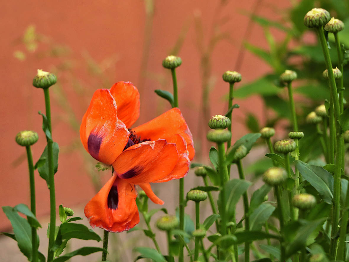 Чужой среди чужих