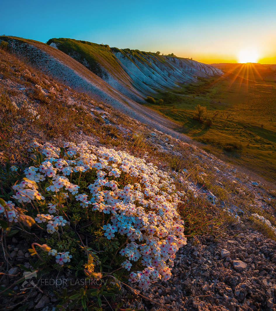 Реликтовые цветы