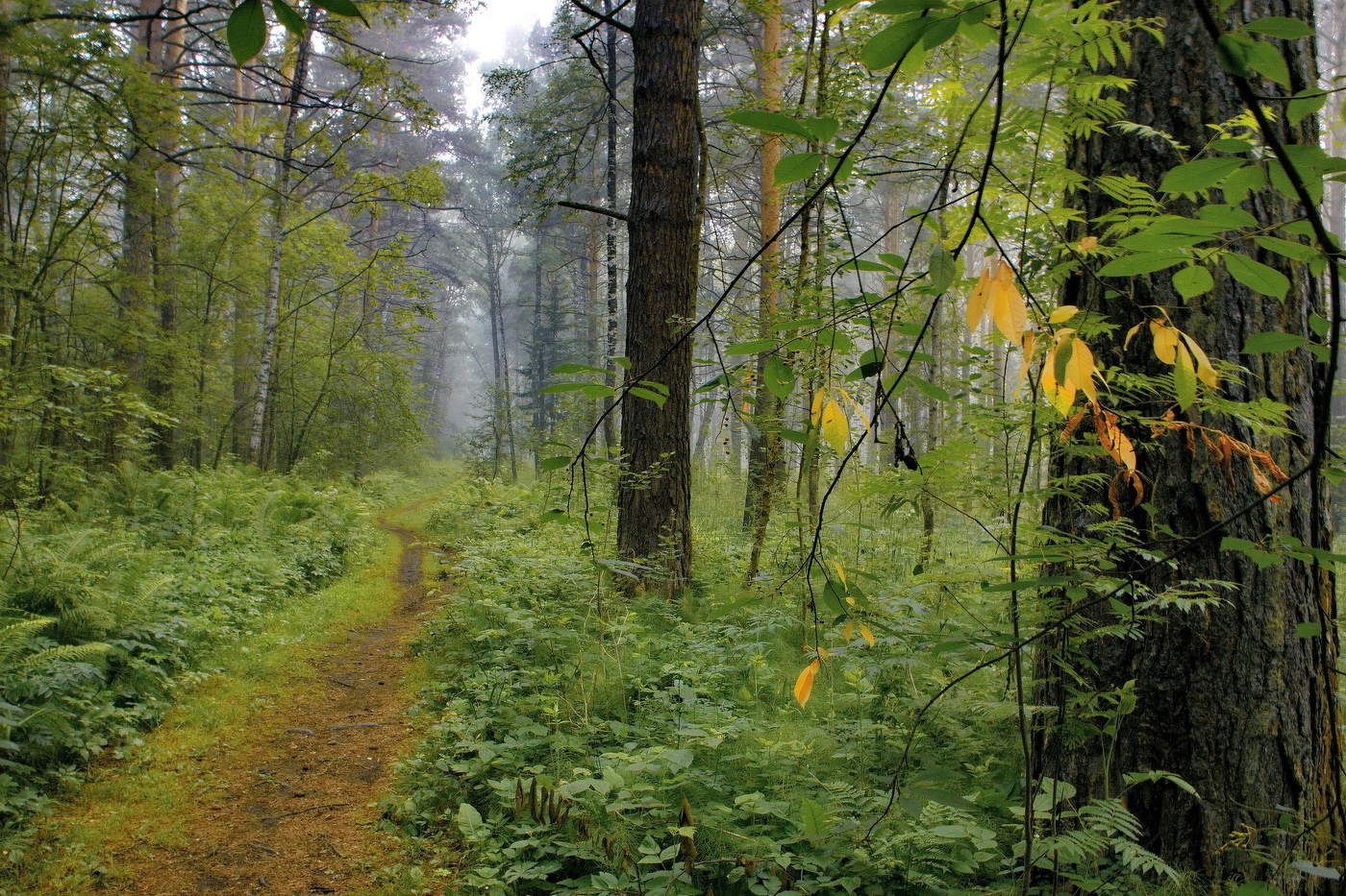 *Утро в лесу.**
