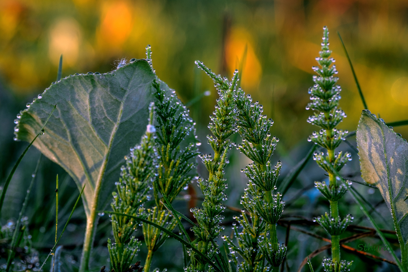 Роса на траве.
