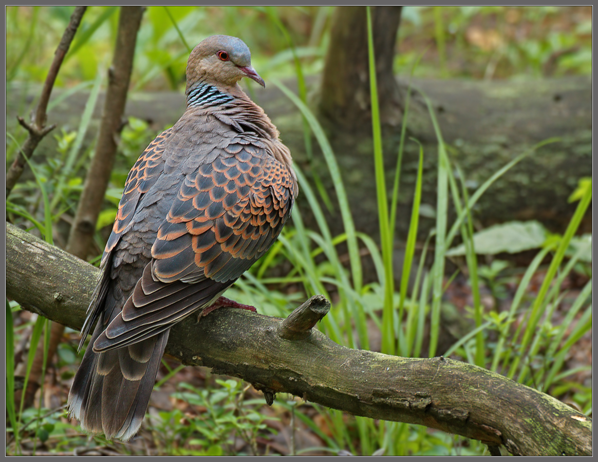 Не все голуби живут на помойках