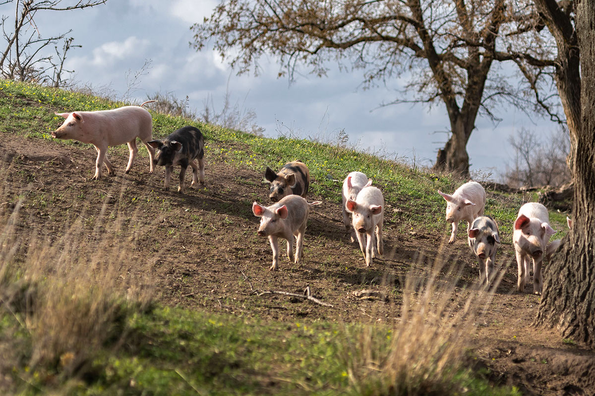 Десять поросят