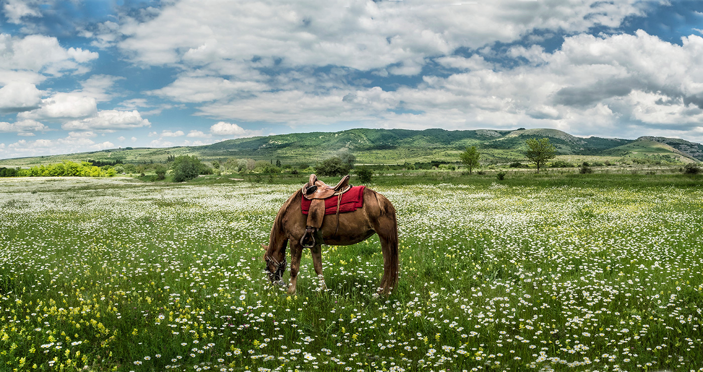 Яйла цветёт.