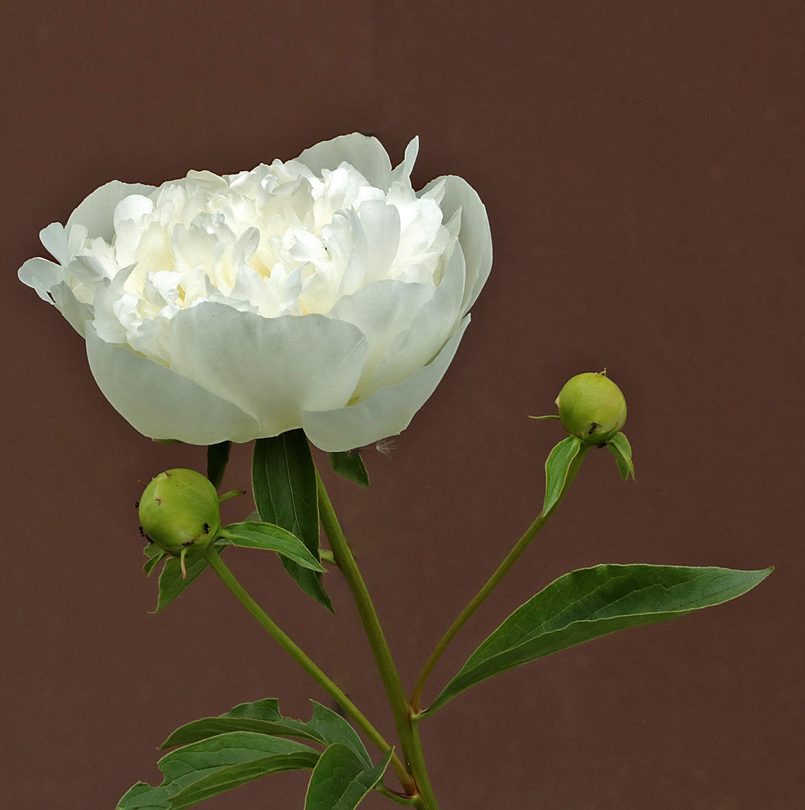 Белоснежный красавец