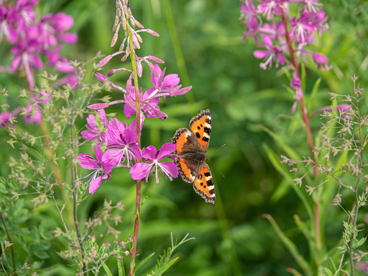 Жаркий полдень