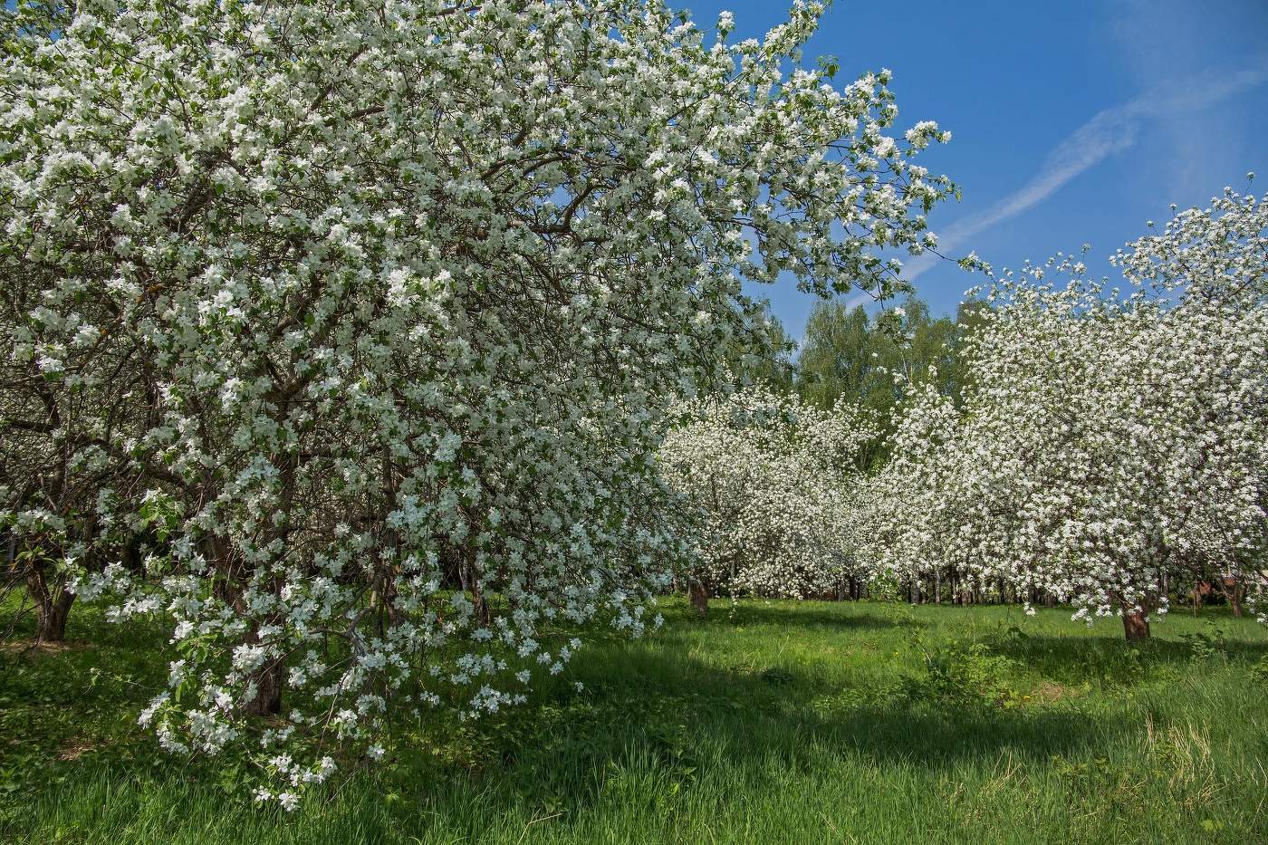 Яблоневый сад