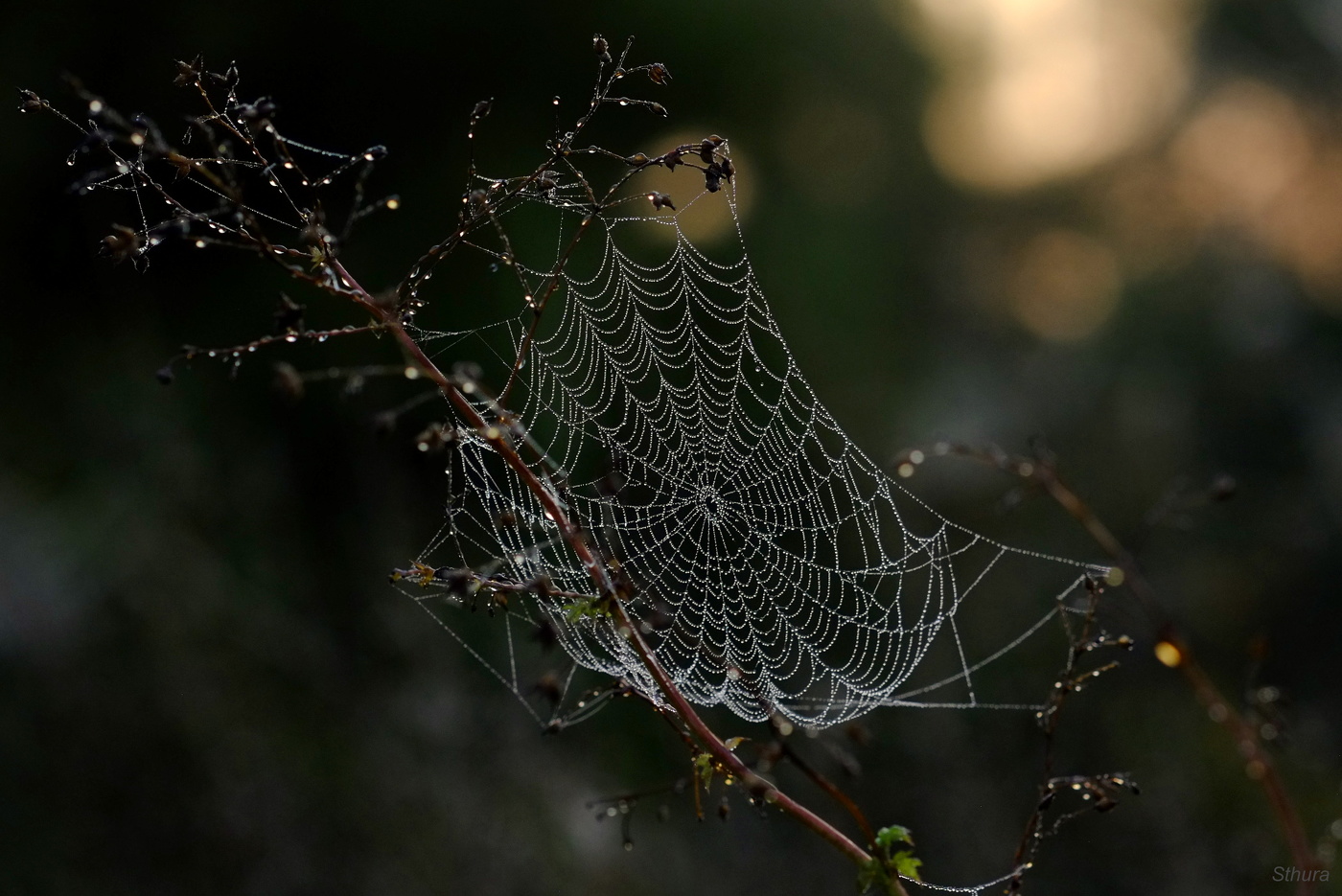 Ещё паутина.