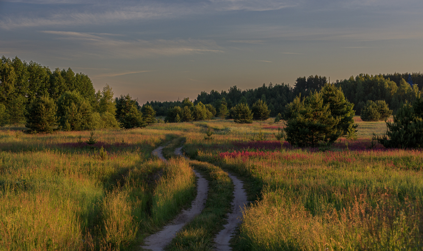 Утро в поле