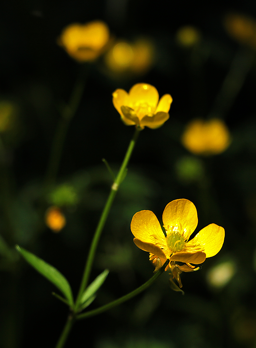 Лютики-цветочки