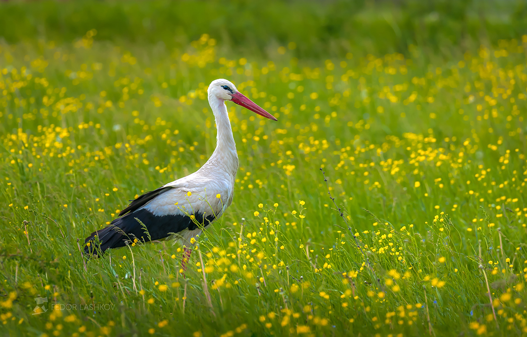 Аист на лугу