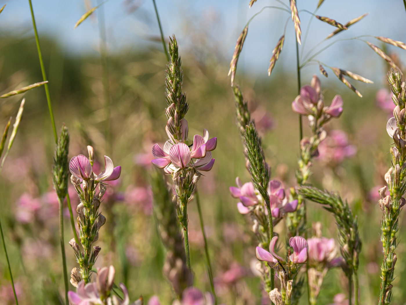 полевые цветы