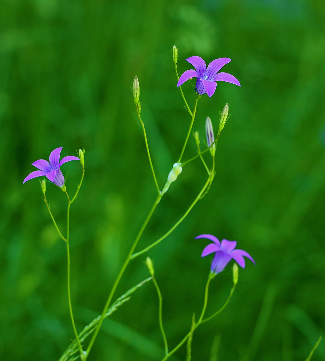 Лесные цветочки