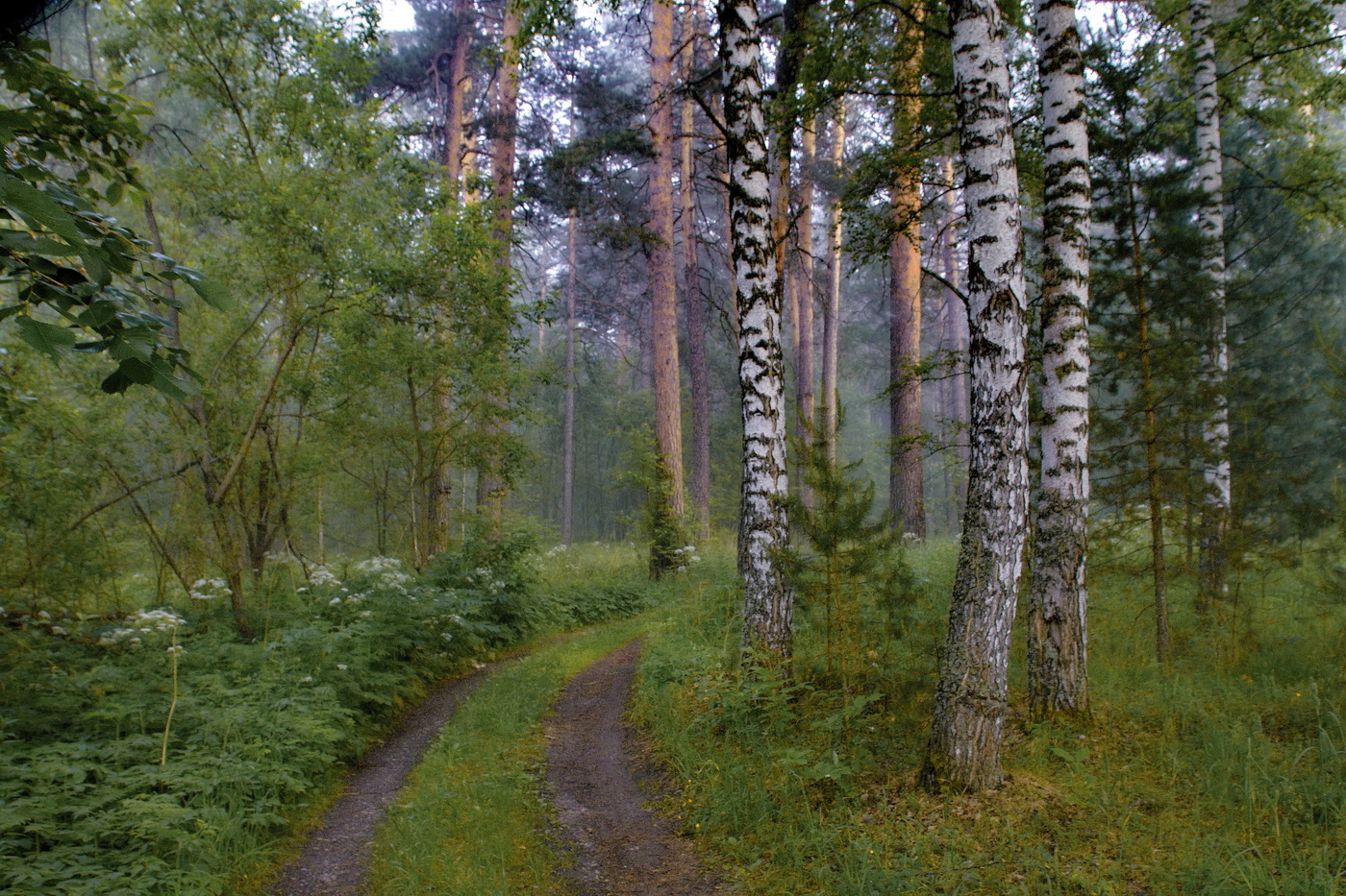 *Утренний лес.**