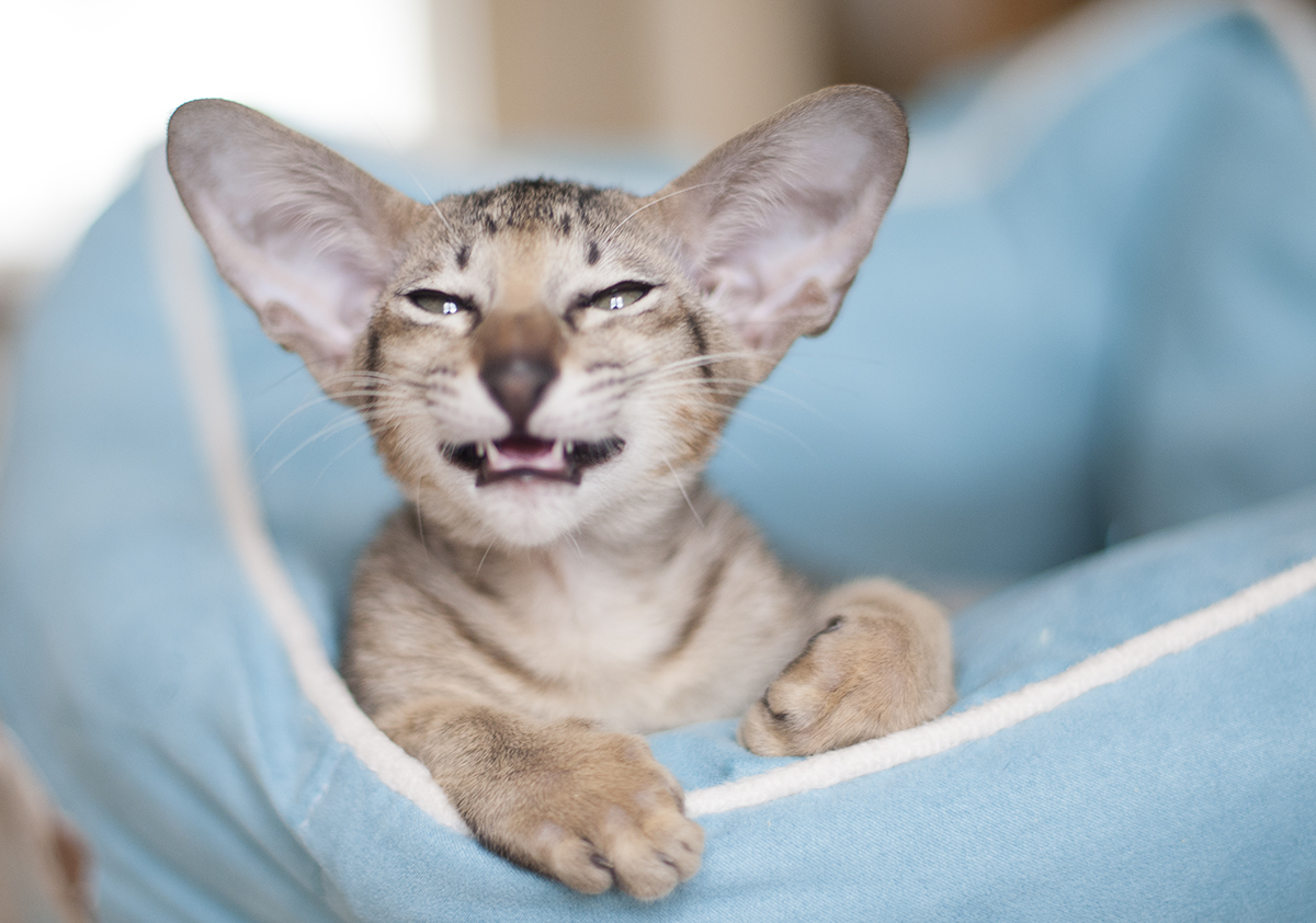 Скажите "Чииииз"!!!!!