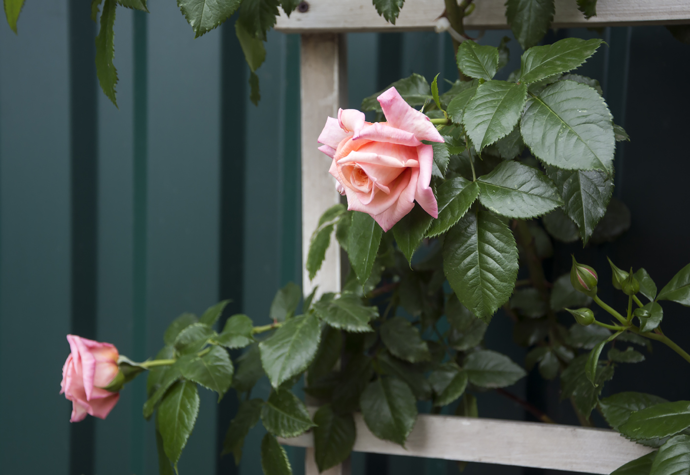 Розовые розы.