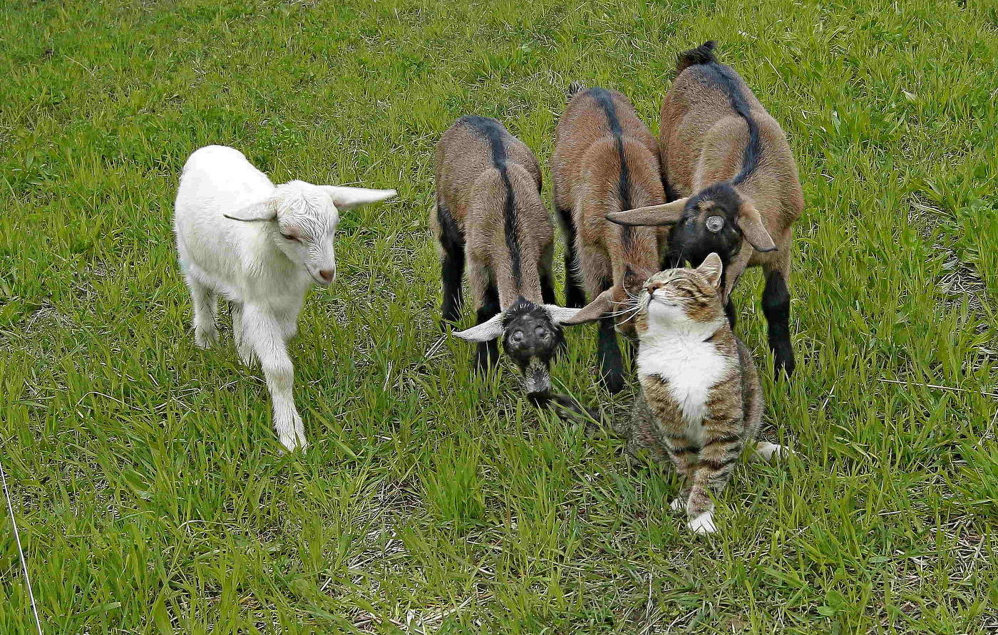 Приглашение поиграть.