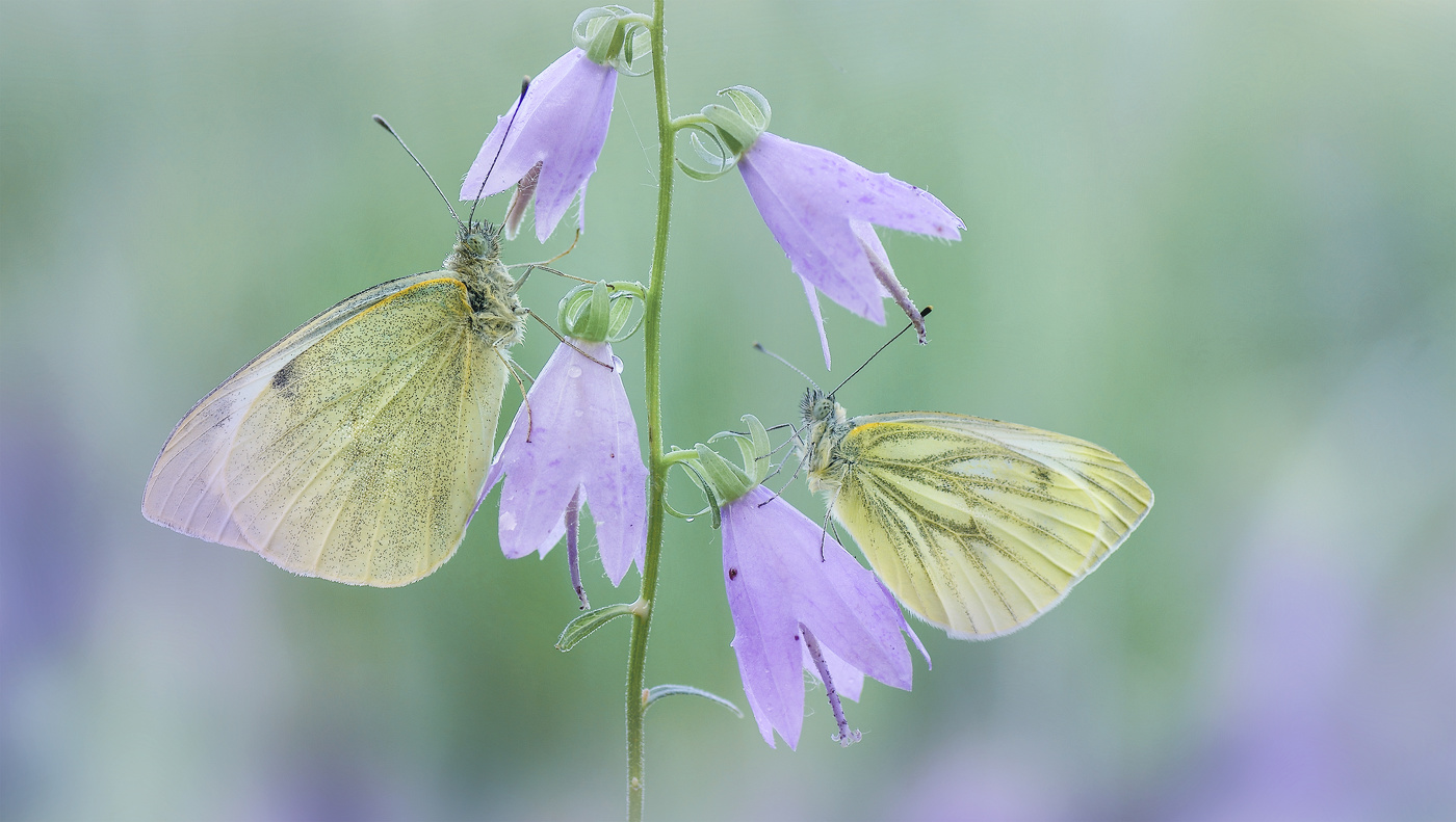 Этот прекрасный прекрасный мир..
