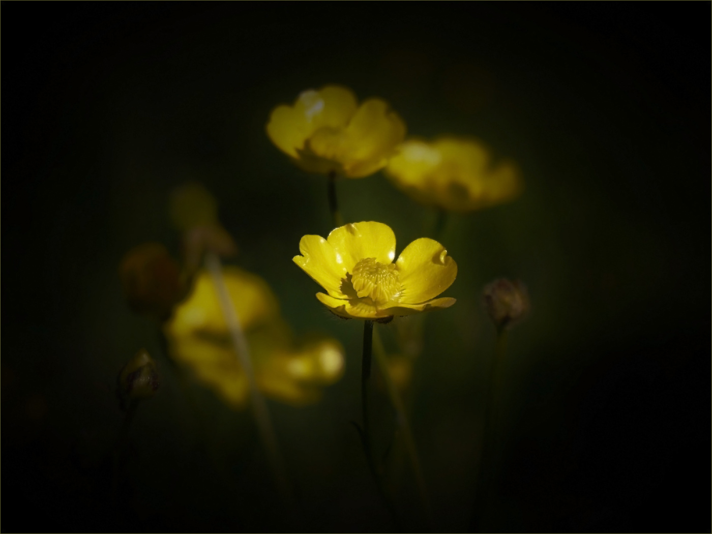 Просто лютик - скромный красавец