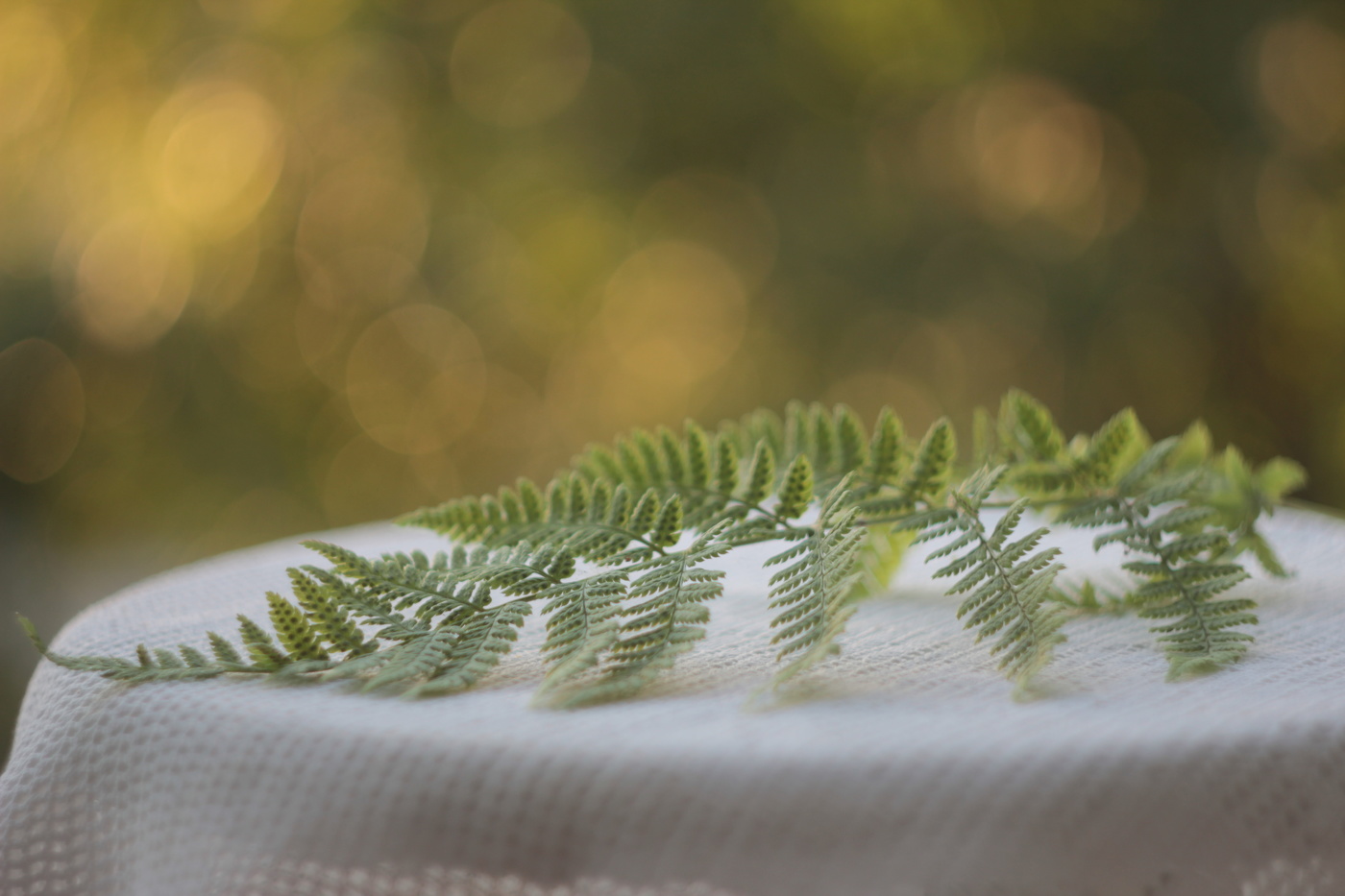 П а п о р о т н и к