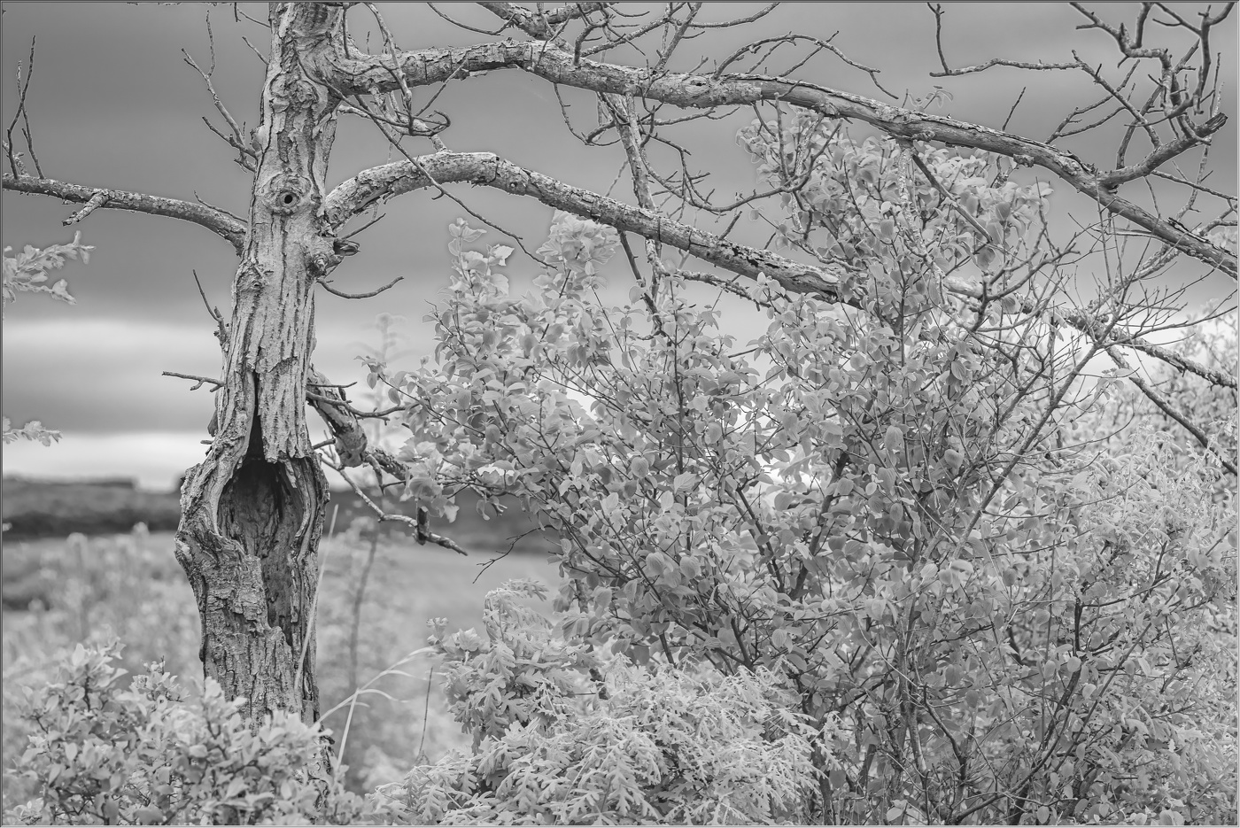 Лихо одноглазое