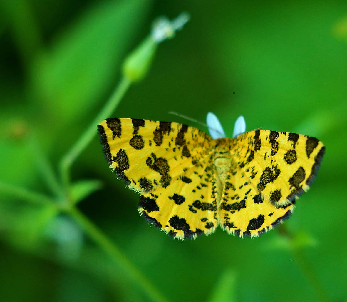Бабочка с "ушками"