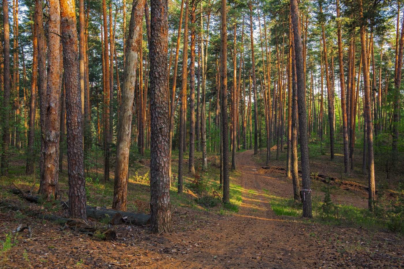 Сосновый бор