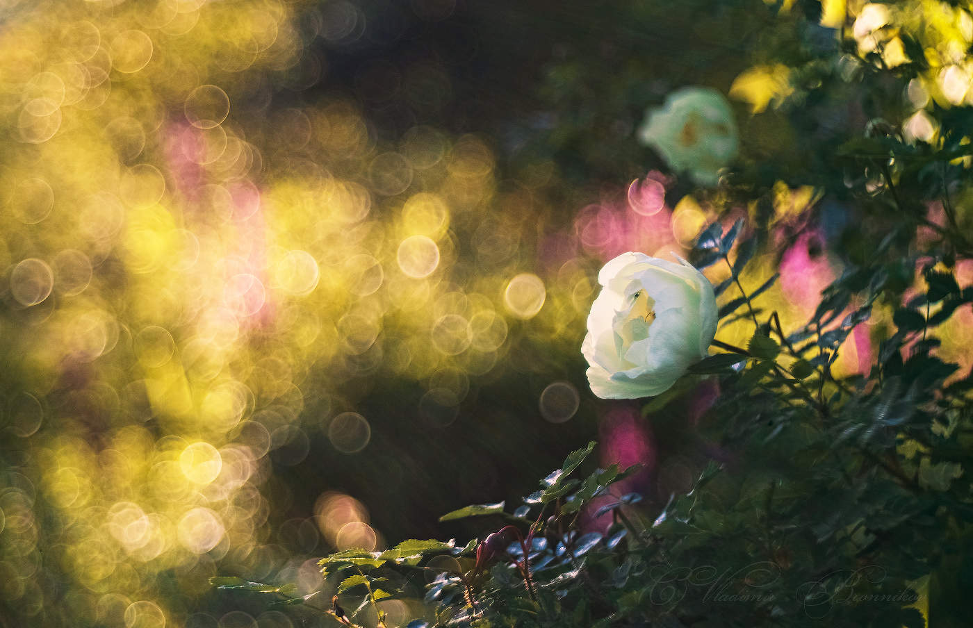 Июньские цветы