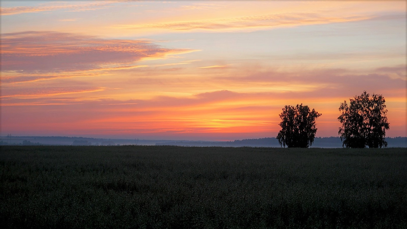 В поле овсяном