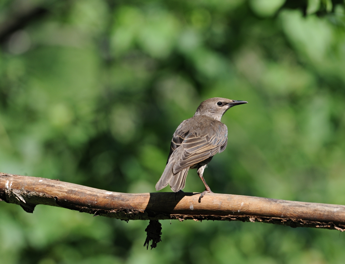 Молодой дрозд-рябинник