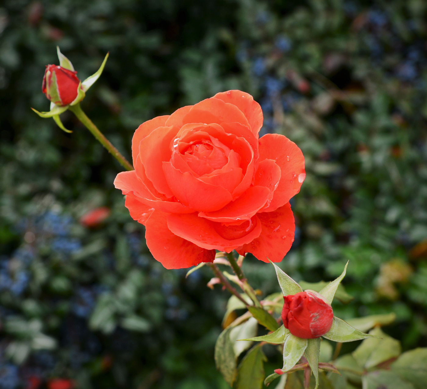 "О ней поют поэты всех веков ..."