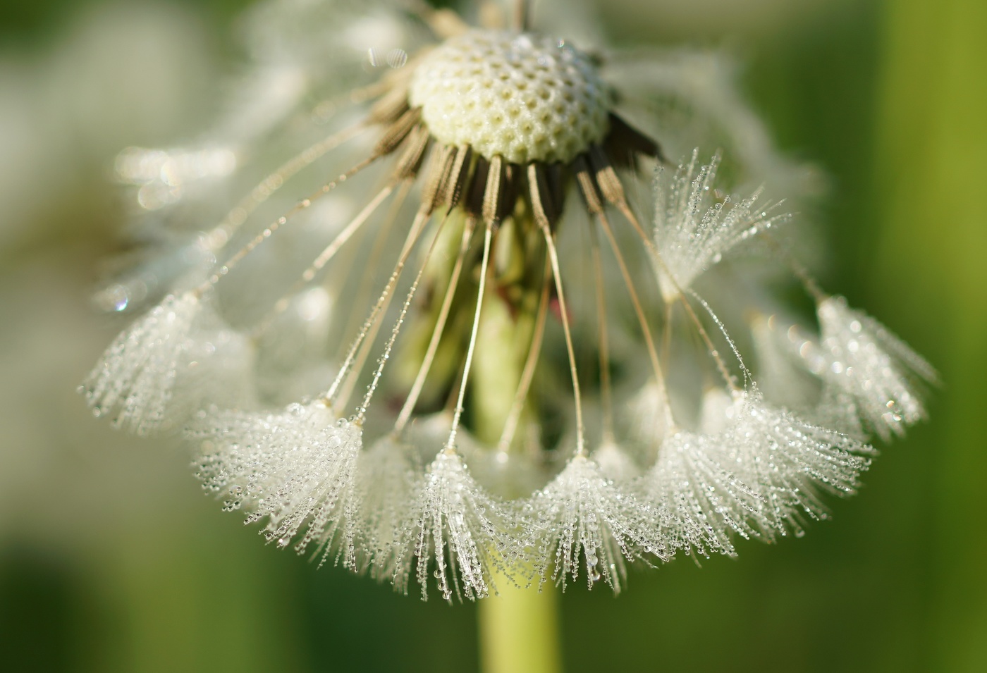 Свежесть утра