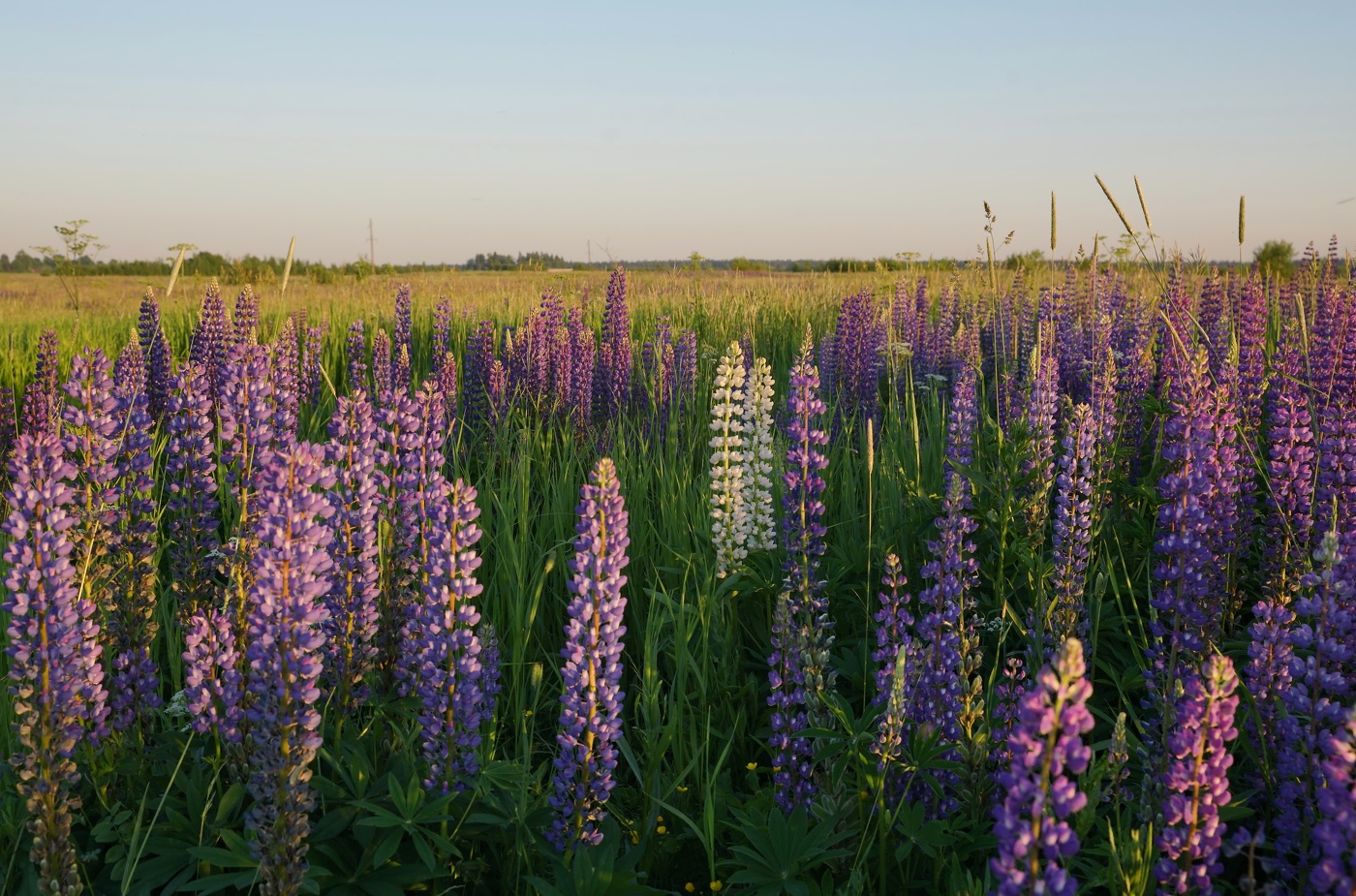 Краски летних полей