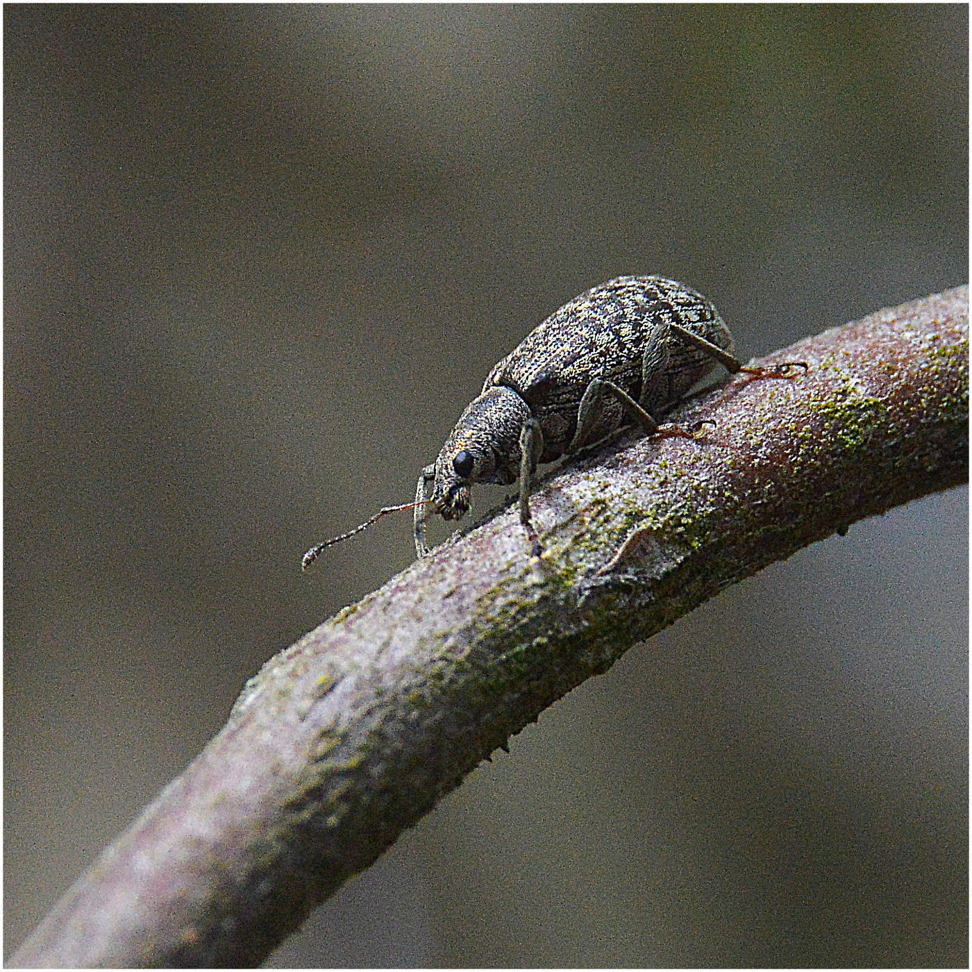 Долгоносик.