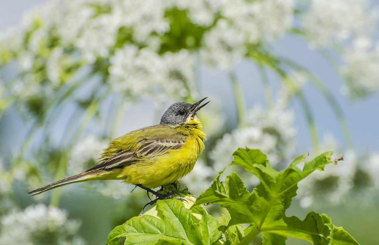 Жёлтая трясогузка. Летний сезон