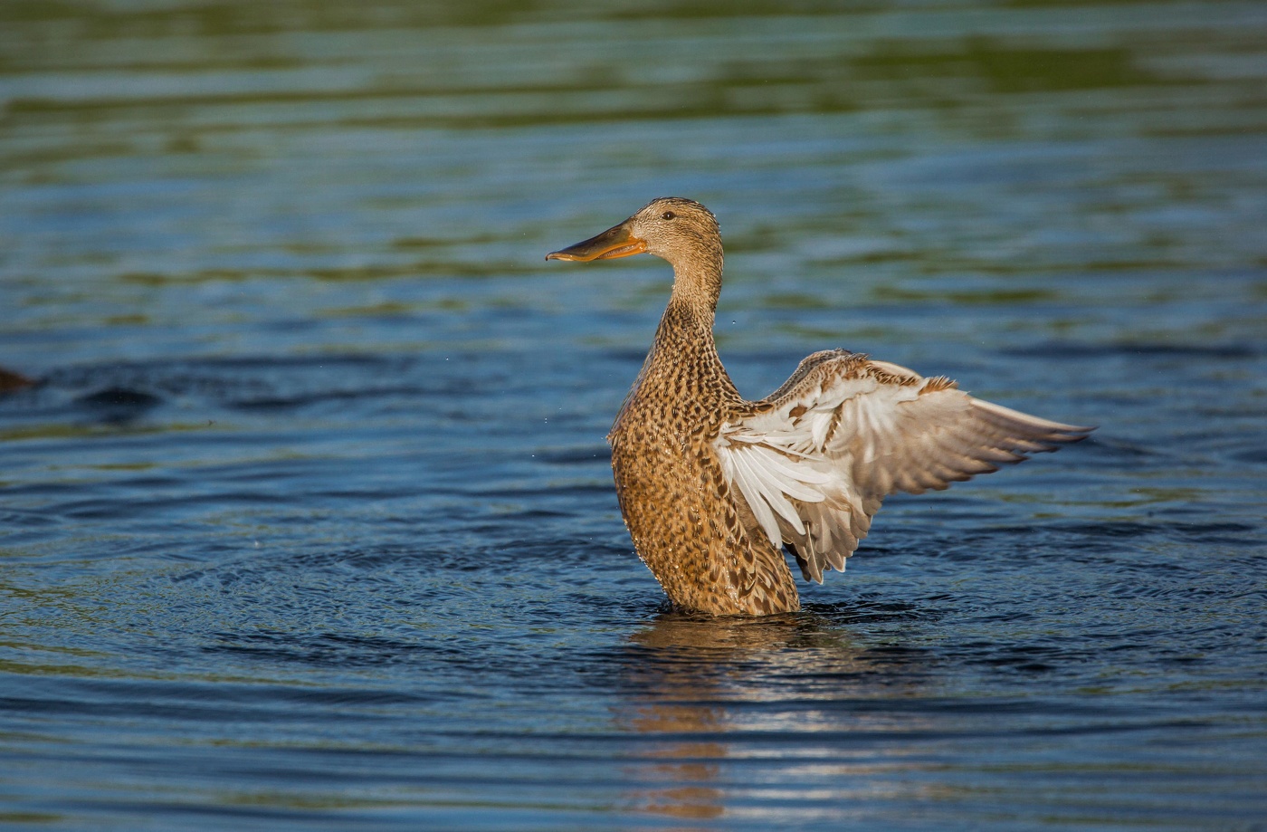 Широконоска